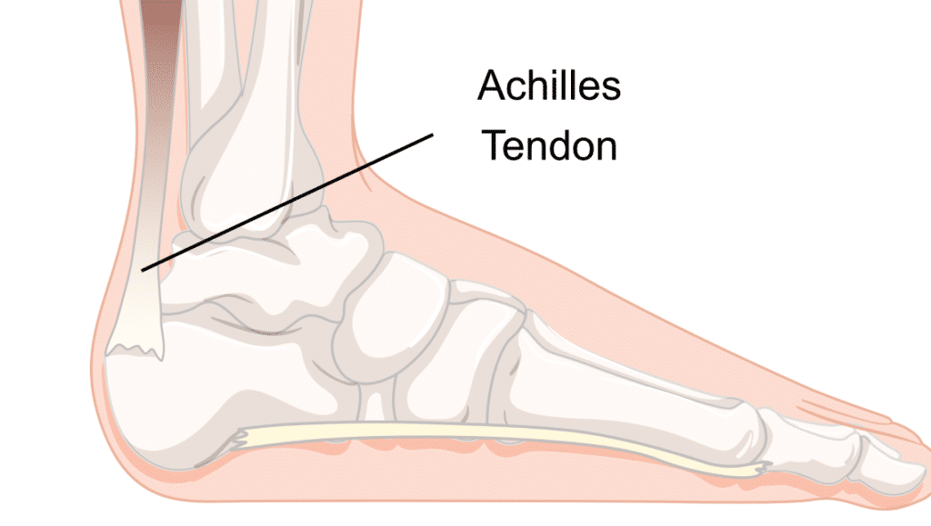 Achilles Anatomy